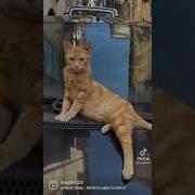 Хотите Меня Арестовать За Превышение Красоты