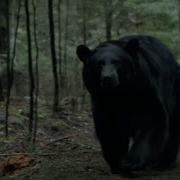 Bear Charges Hunter In Canada Backcountry 1080P