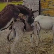 Donkey Mating