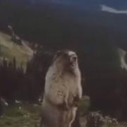 Орущий Сурок Орущий Суслик Marmot Shouts