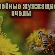 Жужание Пчел И Природа