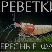 Свернуля Как Эта Креветка