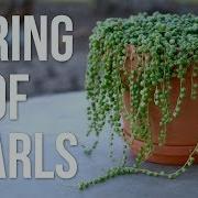 String Of Pearls