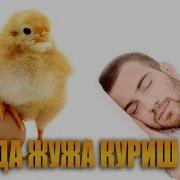 Туш Табири Тушда Жужа Куриш