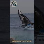 Top 5 Amazing Heroic Dolphins Caught On Tape