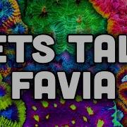 Favia