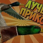 Утки Приколы