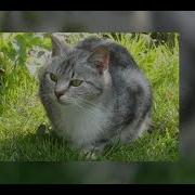 Наверно В Следующей Жизни Когда Я Стану Кошкой Speed