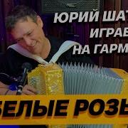 Юрий Шатунов Белые Розы Под Гармошку