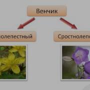 Мульт Пестик И Тычинка