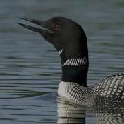 Voices Common Loon