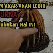 Tips Agar Akar Bonsai Kelapa Mencengkram Batok Pilih Bahan Ini