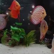 Аквариумные Рыбки Aquarium Fishes Релаксация С Музыкой