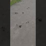 Росток Пробился Сквозь Асфальт