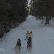 Vip Dog Ru Катания На Собаках Катания На Хаски Катания На Собачьих