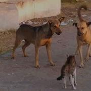 Собаки Разнимают Дерущихся Котов