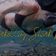 Shark And Turtle Snorkeling At Shark Bay Koh Tao Thailand