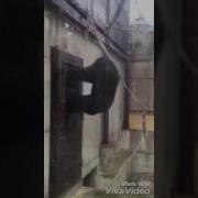 Обезьяна Стучит В Дверь