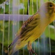 A Canary S Song