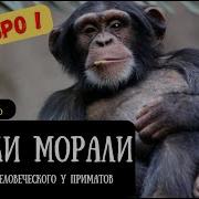 Франс Де Вааль Истоки Морали В Поисках Человеческого У Приматов