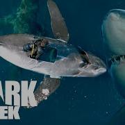 Shark Week Discovery