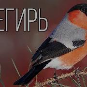 Снегири Видео Для Детей