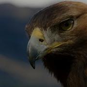 Majestic Flight Of The Eagle