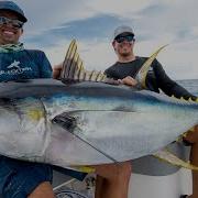 Huge Yellowfin Tuna Catch