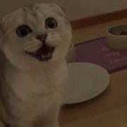 Scottish Fold Kitten Meow