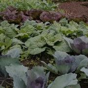 Meet The Brassica Family Broccoli Cauliflower Cabbage Kale