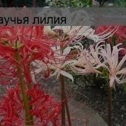 Паучя Лилия