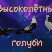 Высоколетные Голуби