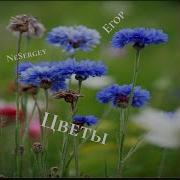 Nesergey Цветы