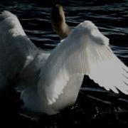 Swan Lake Suite From The Ballet Scène Prince Odette