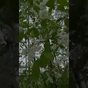 Бардин А Ты Играй Гармошечка Скачать
