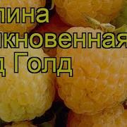 Малина Обыкновенная Олд Голд Краткий Обзор Описание Характеристик Rubus Daes Old Gold