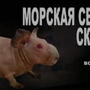 Лысая Морская Свинка