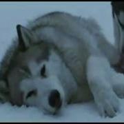 Enigma Eight Below