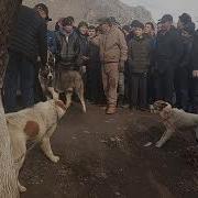 Ит Базар Ош Жапалак Жылкы Баасындагы Алабайлар