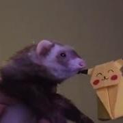 Ferret Dancing For 10 Hours