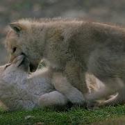 Wolf Cubs