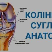 Колінний Суглоб Анатомія Колінного Суглобу