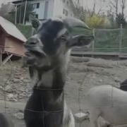 Необычные Но Очень Забавные Звуки Козлов Приколы