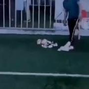 Самое Милое Существо На Планете Это
