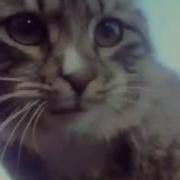 Прикол Кот Чихнул От Души