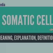 What Is Somatic Cell Somatic Cell Definition Meaning