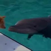 Demis Roussos Follow Me Dolphin And Dog Let S Be Friends