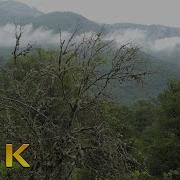 Virgin Forest Soothing Forest Bird Song Relaxing Water Sounds Nature