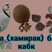 Тарзи Таёр Кардани Хурок Чучаи Кабг