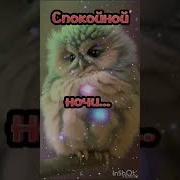 Спокойной Ночи Друзья